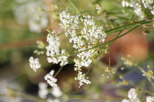 Bild von Wiesen-Kümmel