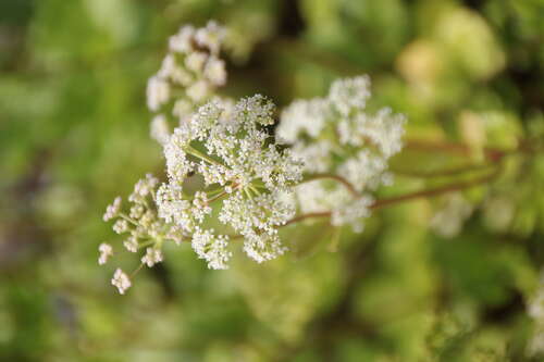 Bild von Ligusticum scoticum