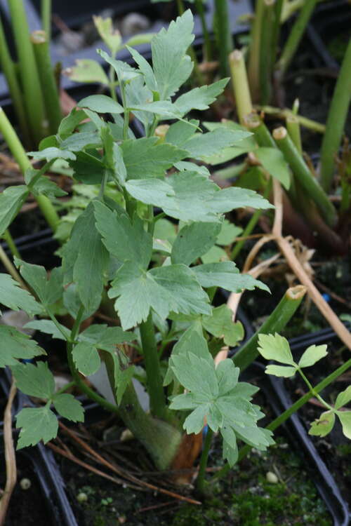 Bild von Levisticum officinale