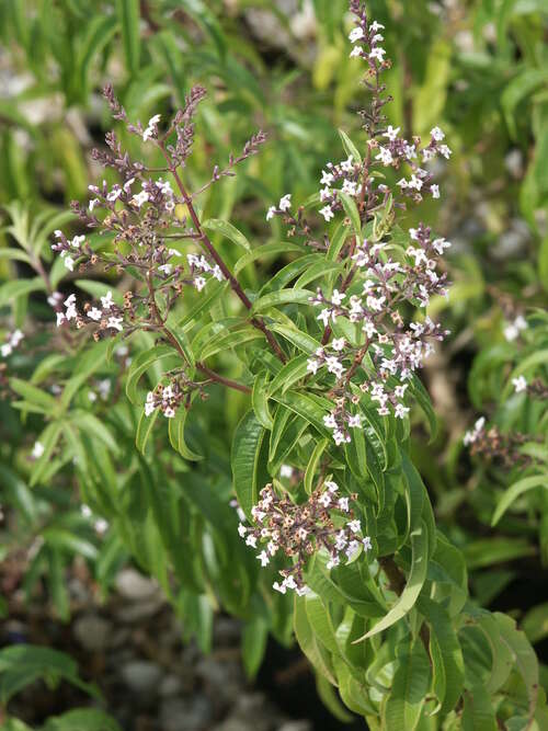 Bild von Lippia citriodora