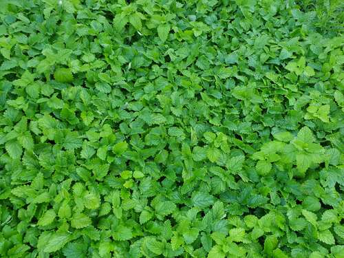 Bild von Melissa officinalis