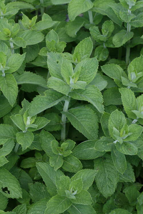 Bild von Mentha longifolia Apfelminze