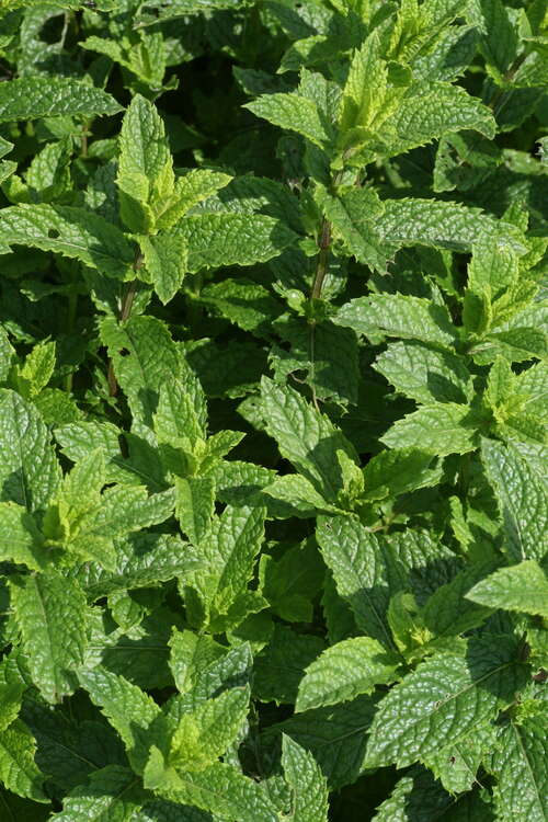 Bild von Mentha spic.var.crispa Marokko