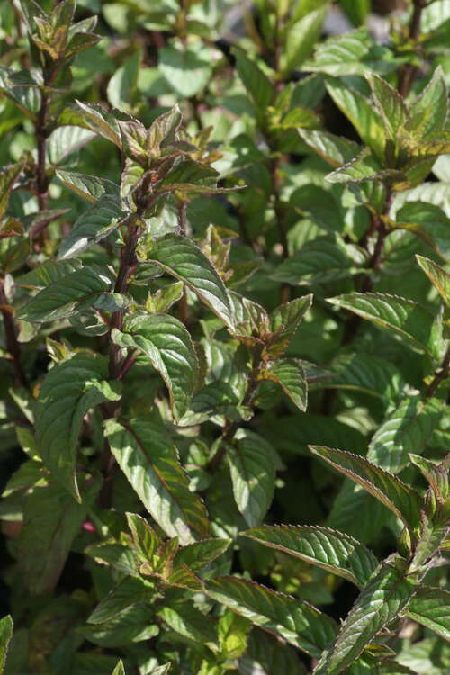 Bild von Mentha x-piper. Mitcham