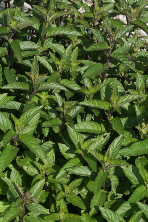 Bild von Mentha x-piper. Chocolate