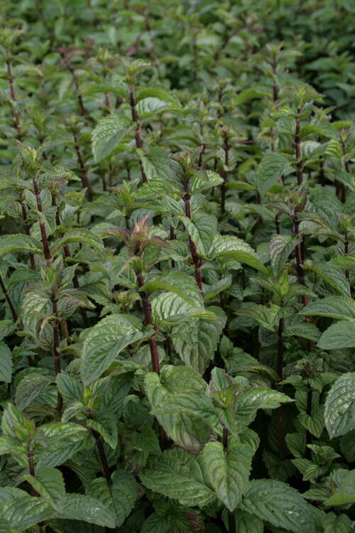 Bild von Mentha piper.var.citrata Lemon