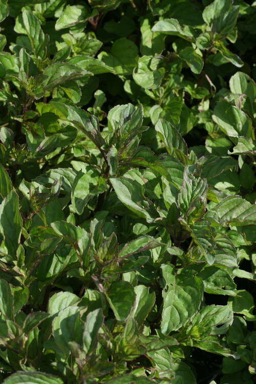 Bild von Mentha piper.var.citrata Limonette
