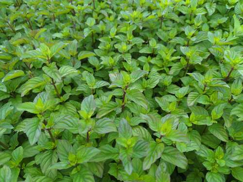 Bild von Mentha piper.var.citrata Orange