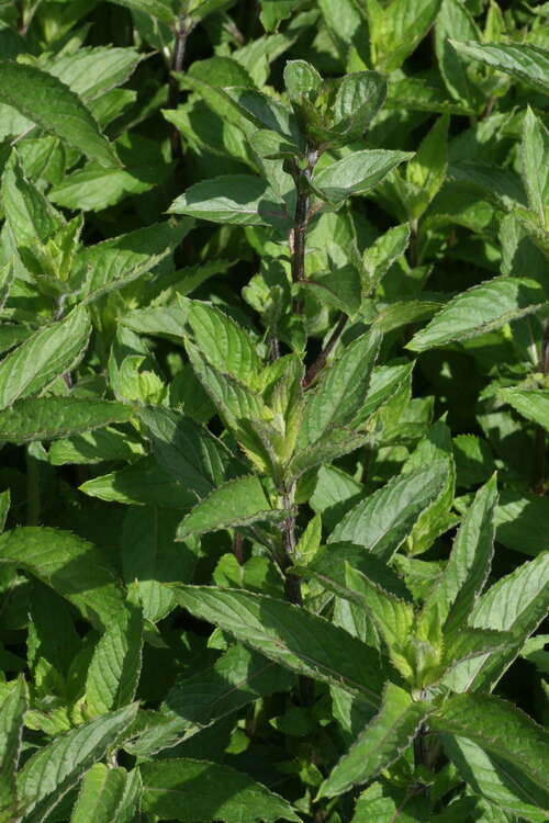 Bild von Mentha x-piper. Persephone