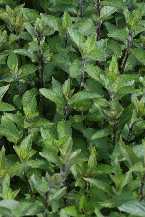 Bild von Mentha x-piper. Pluto