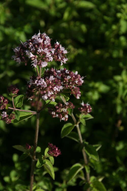 Bild von Wilder Majoran