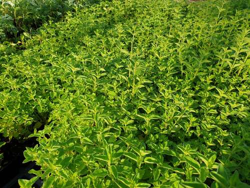 Bild von Origanum vulgare Faltertreff