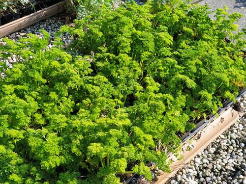 Bild von Petroselinum crispum