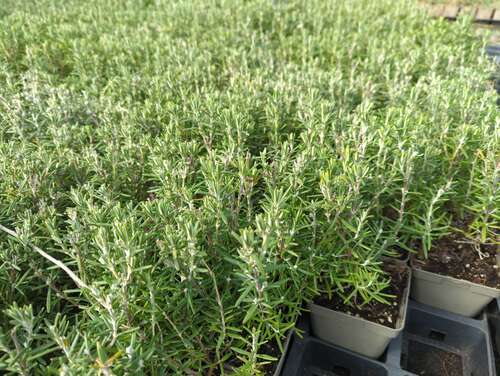 Bild von Rosmarinus officinalis Arp