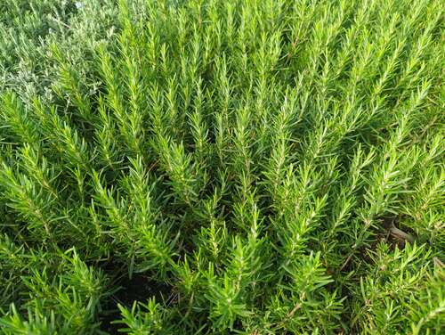 Bild von Rosmarinus officinalis Blaulippe