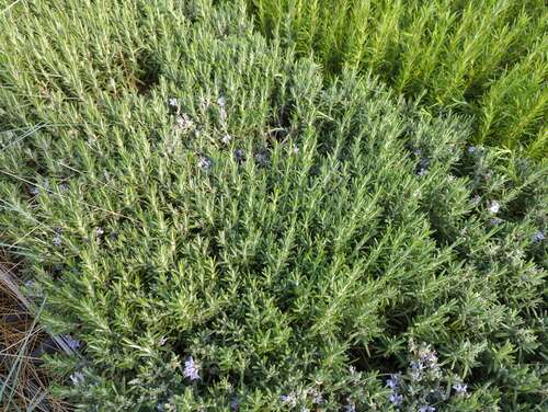 Bild von Rosmarinus off. Blue Winter
