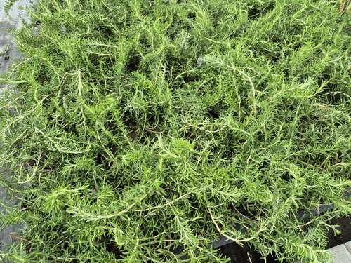 Bild von Rosmarinus officinalis Prostratus