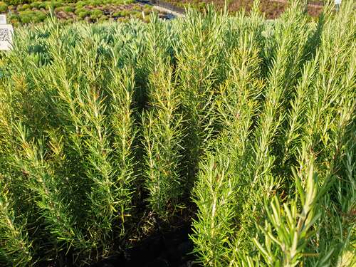 Bild von Rosmarinus officinalis Veitshöchheim