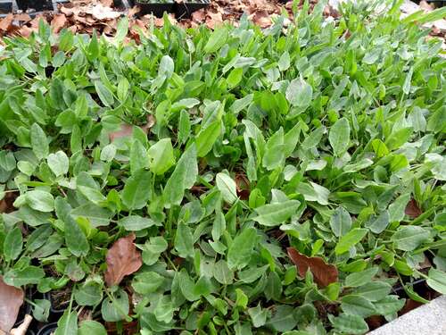 Bild von Garten-Sauerampfer