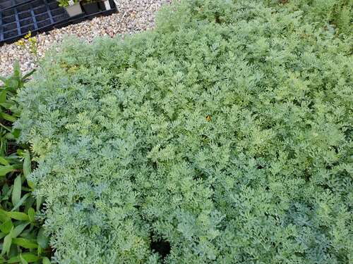 Bild von Ruta graveolens