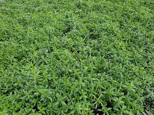 Bild von Satureja montana