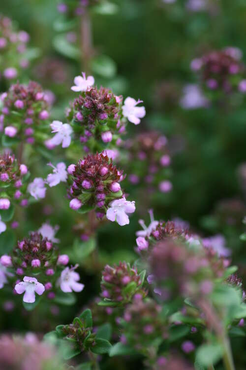 Bild von Thymus x-cult. Lemon Curd