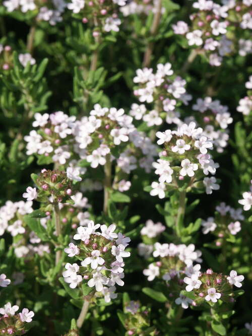 Bild von Thymus vulgaris Compactus