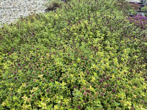 Bild von Thymus vulgaris herba barone