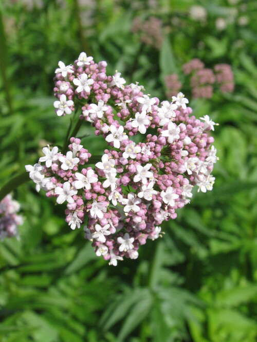 Bild von Valeriana officinalis
