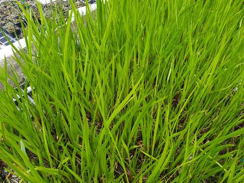 Bild von Acorus calamus