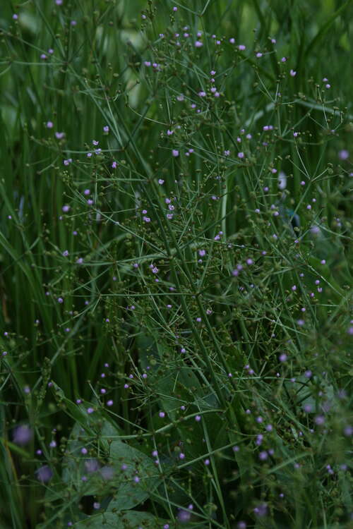 Bild von Alisma lanceolatum