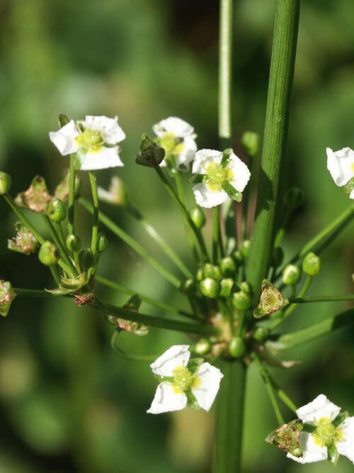 Bild von Alisma parviflora
