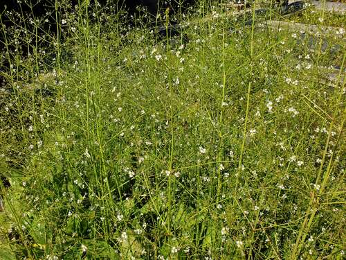 Bild von Alisma plantago aquatica