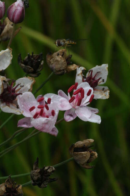 Bild von Butomus umbellatus