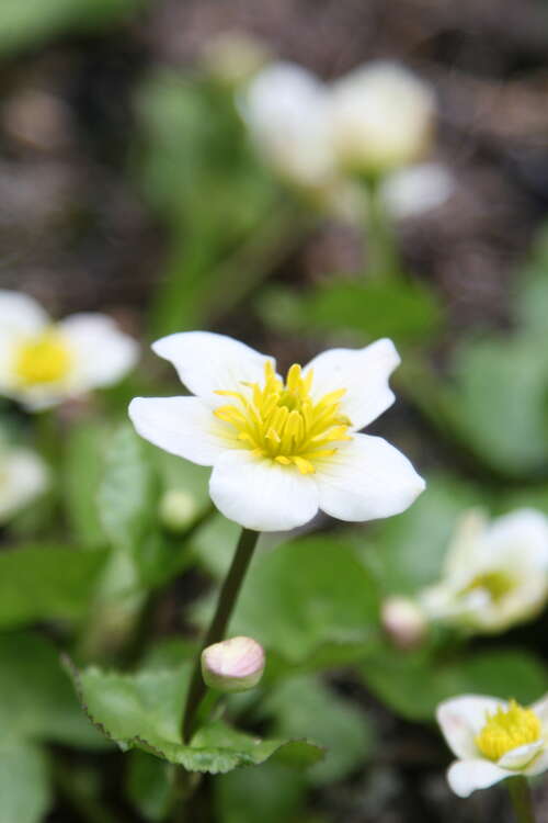 Bild von Caltha palustris var.alba
