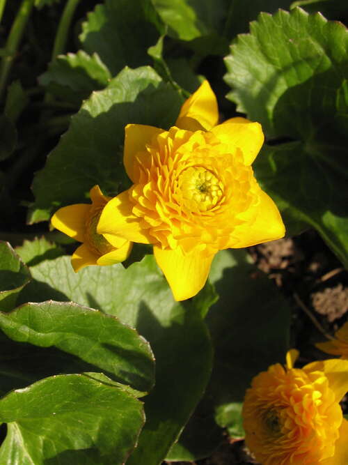Bild von Caltha palustris Plena