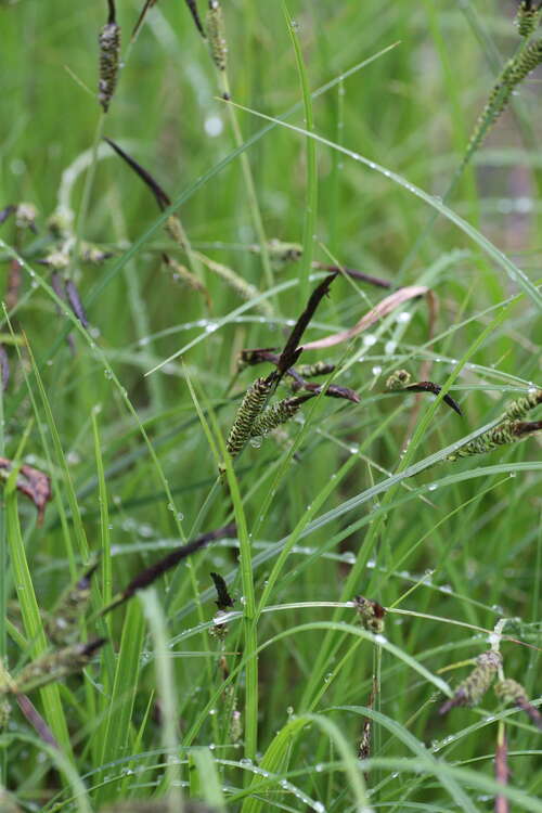 Bild von Carex elata