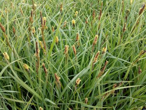 Bild von Spitze Segge