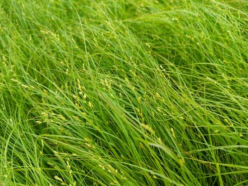 Bild von Lockerährige Segge