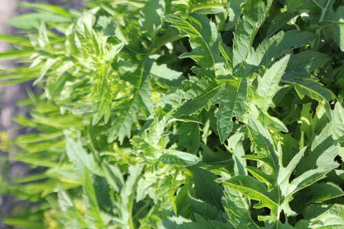 Bild von Cirsium oleraceum