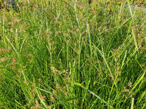 Bild von Langes Zyperngras