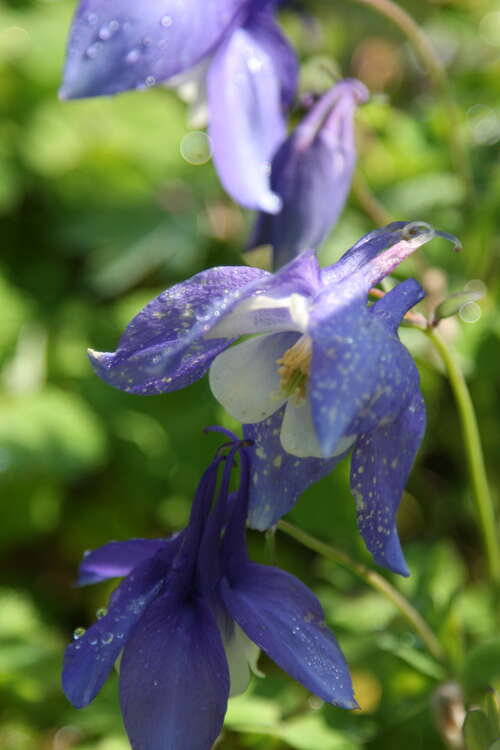 Bild von Aquilegia x-caerulea Blaue Töne