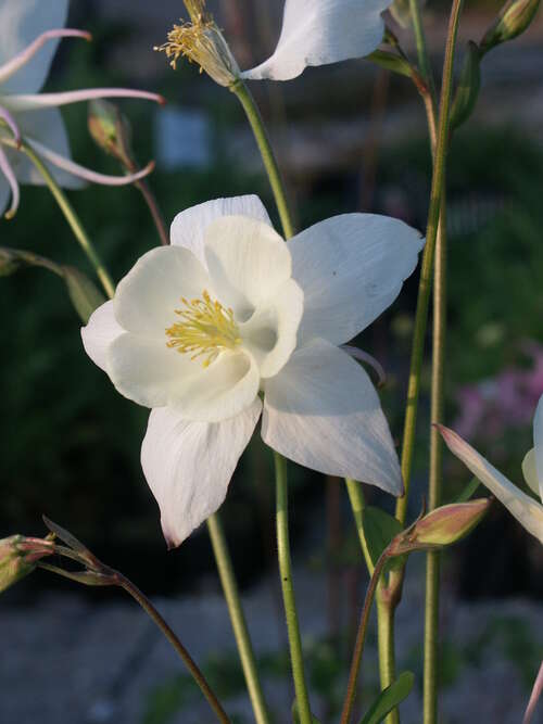 Bild von Langspornige Garten-Akelei