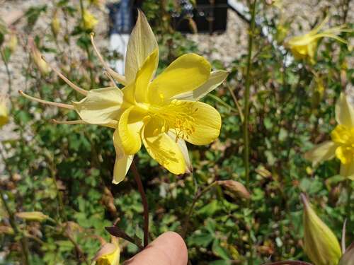 Bild von Aquilegia x-caerulea Maxi