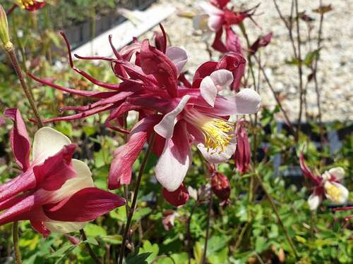 Bild von Aquilegia x-caerulea Rotstern