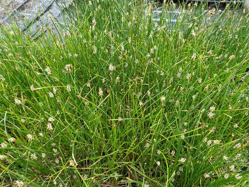 Bild von Sumpfried, Sumpfsimse