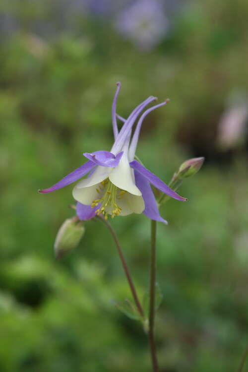 Bild von Aquilegia x-caerulea Blue Star