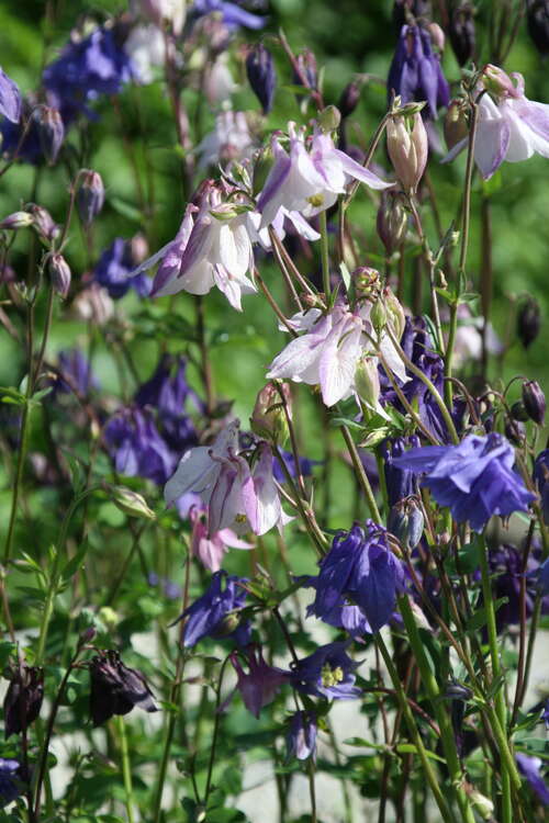 Bild von Aquilegia vulgaris Grandm. Garden