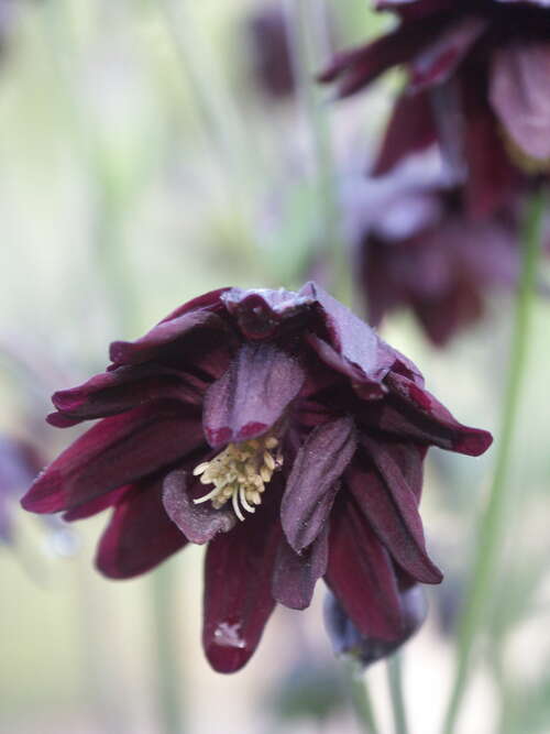 Bild von Aquilegia vulgaris Black Barlow