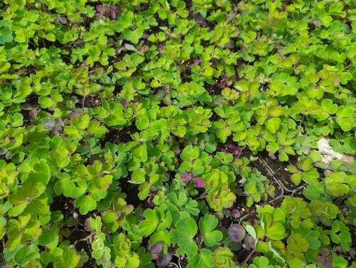 Bild von Kurzspornige Garten-Akelei